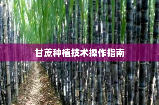 甘蔗种植技术操作指南
