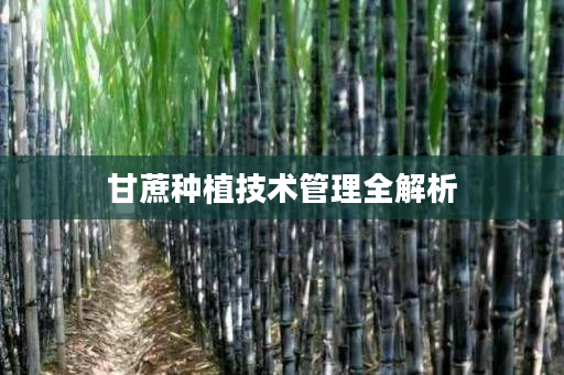 甘蔗种植技术管理全解析