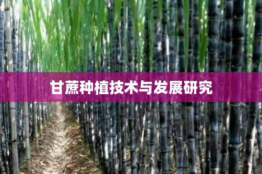 甘蔗种植技术与发展研究 甘蔗种植技术与发展研究