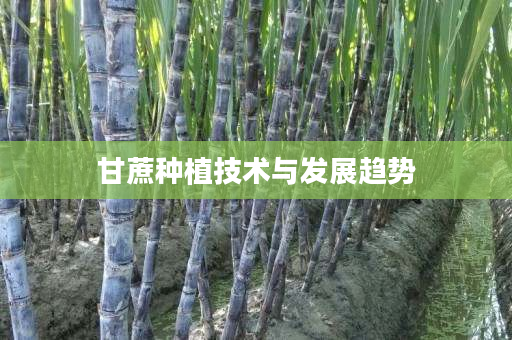 甘蔗种植技术与发展趋势 甘蔗种植技术与发展趋势