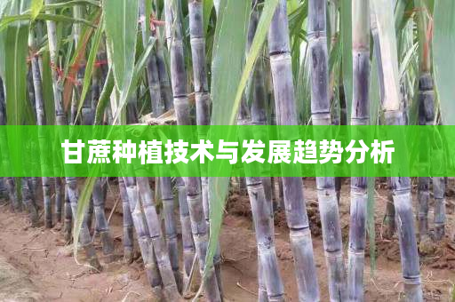 甘蔗种植技术与发展趋势分析 甘蔗种植技术与发展趋势分析