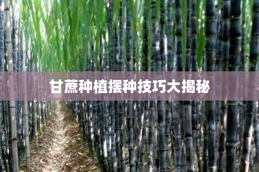 甘蔗种植摆种技巧大揭秘