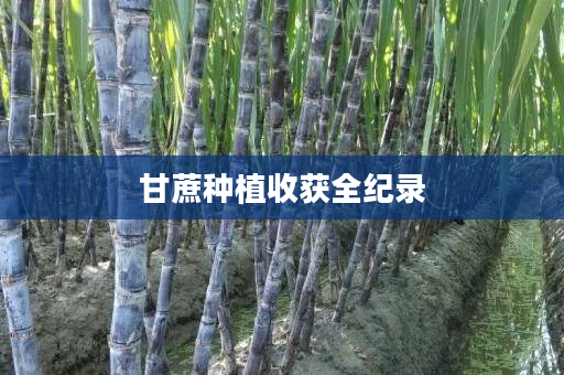 甘蔗种植收获全纪录