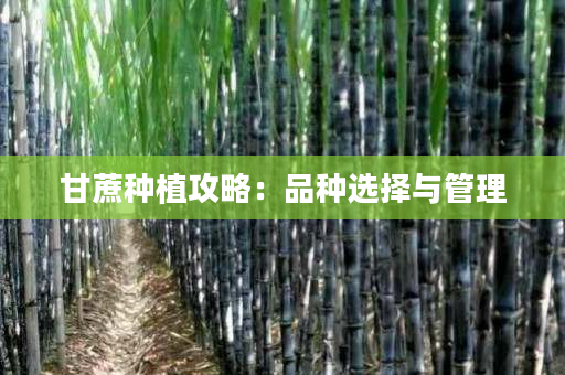 甘蔗种植攻略：品种选择与管理