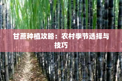 甘蔗种植攻略:农村季节选择与技巧 甘蔗种植攻略:农村季节选择与技巧