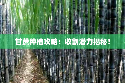 甘蔗种植攻略：收割潜力揭秘！