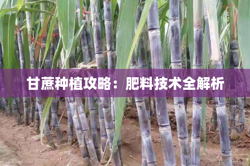 甘蔗种植攻略:肥料技术全解析 甘蔗种植攻略:肥料技术全解析