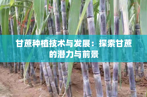 甘蔗种植技术与发展:探索甘蔗的潜力与前景 甘蔗种植技术与发展:探索甘蔗的潜力与前景