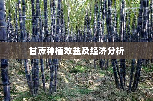 甘蔗种植效益及经济分析 甘蔗种植效益及经济分析