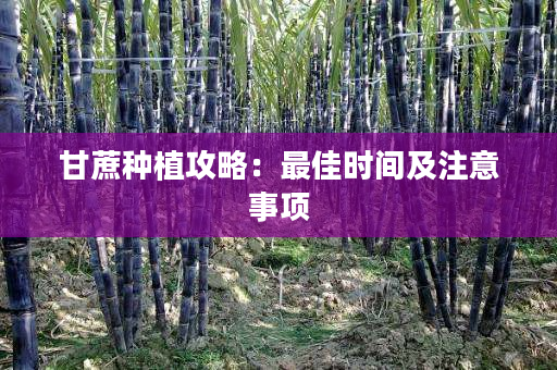 甘蔗种植攻略:最佳时间及注意事项 甘蔗种植攻略:最佳时间及注意事项