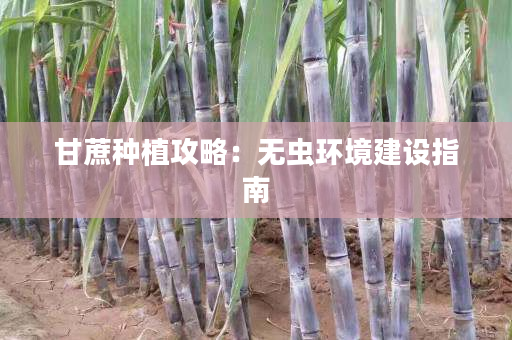 甘蔗种植攻略：无虫环境建设指南