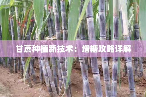 甘蔗种植新技术：增糖攻略详解