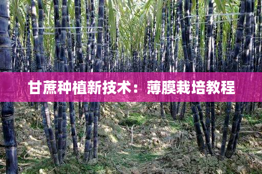 甘蔗种植新技术:薄膜栽培教程 甘蔗种植新技术:薄膜栽培教程
