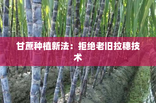 甘蔗种植新法:拒绝老旧拉穗技术 甘蔗种植新法:拒绝老旧拉穗技术