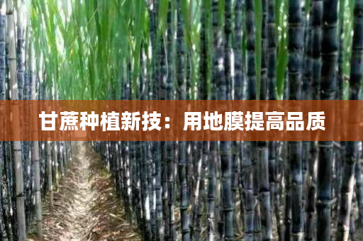 甘蔗种植新技:用地膜提高品质 甘蔗种植新技:用地膜提高品质