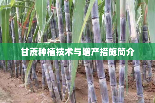 甘蔗种植技术与增产措施简介 甘蔗种植技术与增产措施简介