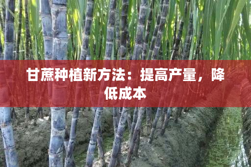 甘蔗种植新方法:提高产量,降低成本 甘蔗种植新方法:提高产量,降低成本