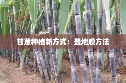 甘蔗种植新方式:盖地膜方法 甘蔗种植新方式:盖地膜方法