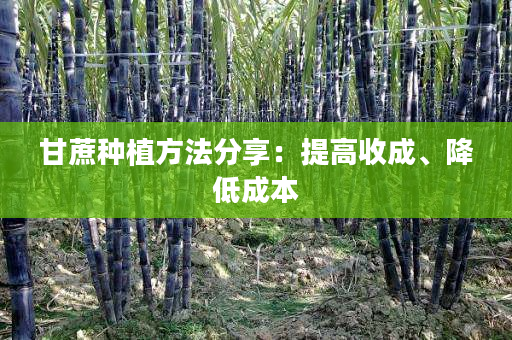 甘蔗种植方法分享:提高收成、降低成本 甘蔗种植方法分享:提高收成、降低成本