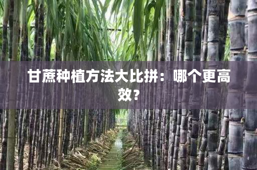 甘蔗种植方法大比拼:哪个更高效? 甘蔗种植方法大比拼:哪个更高效?