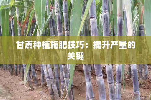 甘蔗种植施肥技巧：提升产量的关键