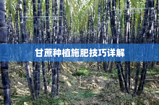 甘蔗种植施肥技巧详解