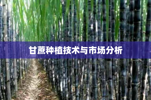 甘蔗种植技术与市场分析 甘蔗种植技术与市场分析