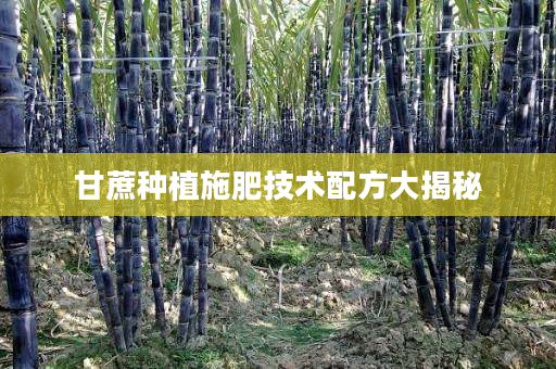 甘蔗种植施肥技术配方大揭秘 甘蔗种植施肥技术配方大揭秘