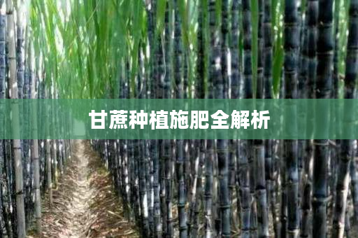 甘蔗种植施肥全解析