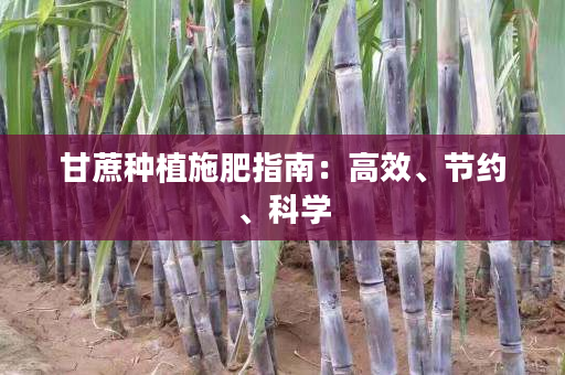 甘蔗种植施肥指南：高效、节约、科学