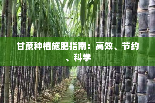 甘蔗种植施肥指南:高效、节约、科学 甘蔗种植施肥指南:高效、节约、科学