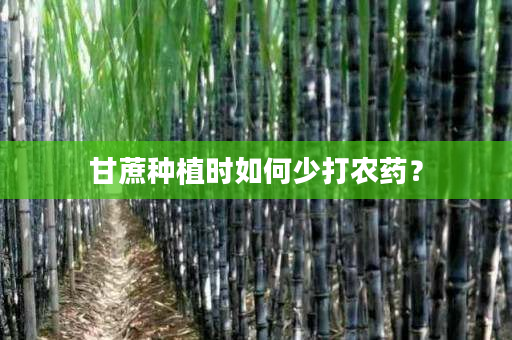 甘蔗种植时如何少打农药？