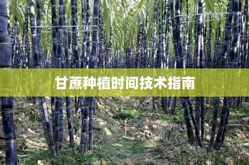 甘蔗种植时间技术指南 甘蔗种植时间技术指南
