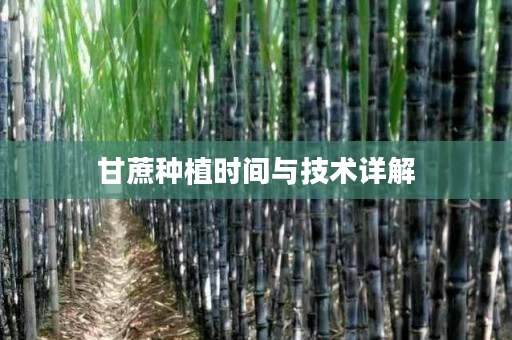 甘蔗种植时间与技术详解