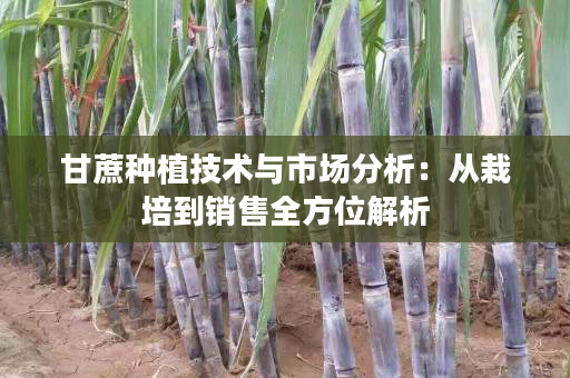 甘蔗种植技术与市场分析:从栽培到销售全方位解析 甘蔗种植技术与市场分析:从栽培到销售全方位解析
