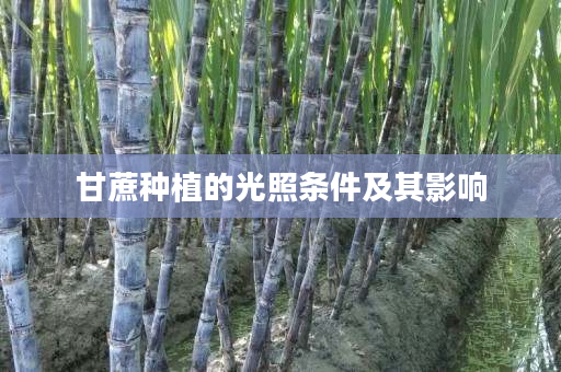 甘蔗种植的光照条件及其影响 甘蔗种植的光照条件及其影响