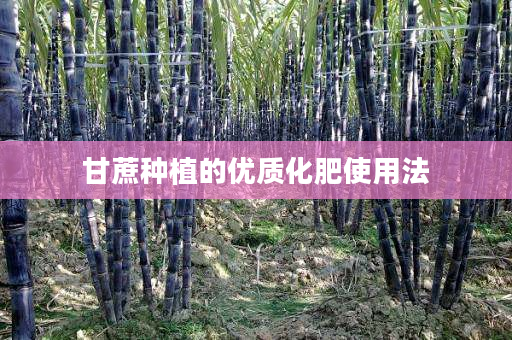 甘蔗种植的优质化肥使用法 甘蔗种植的优质化肥使用法