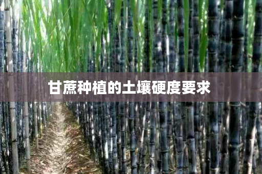 甘蔗种植的土壤硬度要求 甘蔗种植的土壤硬度要求