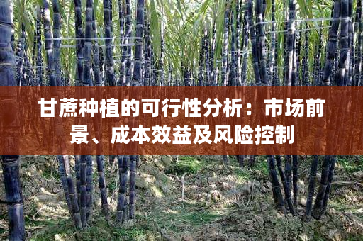甘蔗种植的可行性分析:市场前景、成本效益及风险控制 甘蔗种植的可行性分析:市场前景、成本效益及风险控制