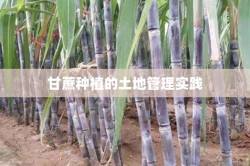 甘蔗种植的土地管理实践 甘蔗种植的土地管理实践