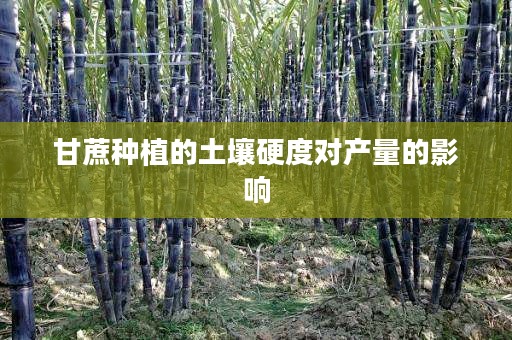 甘蔗种植的土壤硬度对产量的影响 甘蔗种植的土壤硬度对产量的影响