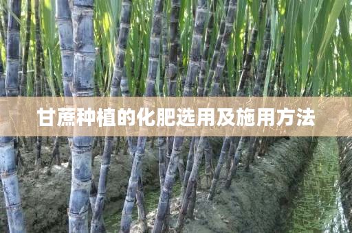甘蔗种植的化肥选用及施用方法 甘蔗种植的化肥选用及施用方法