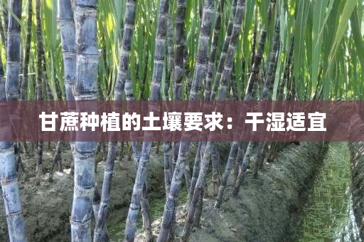 甘蔗种植的土壤要求:干湿适宜 甘蔗种植的土壤要求:干湿适宜
