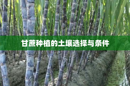 甘蔗种植的土壤选择与条件 甘蔗种植的土壤选择与条件