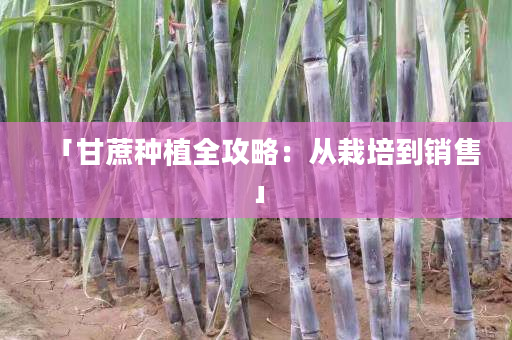 「甘蔗种植全攻略:从栽培到销售」 「甘蔗种植全攻略:从栽培到销售」