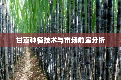 甘蔗种植技术与市场前景分析 甘蔗种植技术与市场前景分析