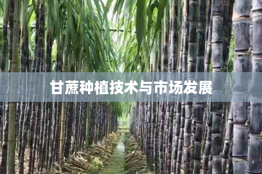 甘蔗种植技术与市场发展 甘蔗种植技术与市场发展