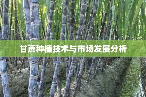 甘蔗种植技术与市场发展分析 甘蔗种植技术与市场发展分析