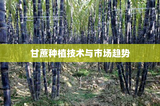 甘蔗种植技术与市场趋势 甘蔗种植技术与市场趋势