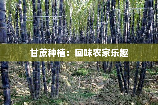 甘蔗种植:回味农家乐趣 甘蔗种植:回味农家乐趣